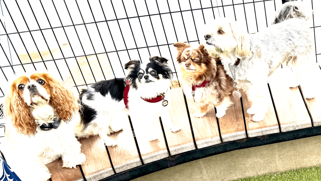 Group of 90210 Dogs in a row on park bench At Play Today