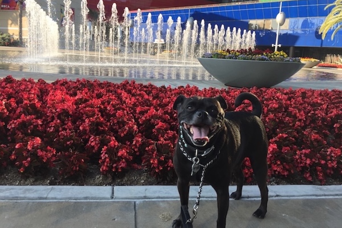 At Play Today black dog at Pacific Design Center Jackson WeHo