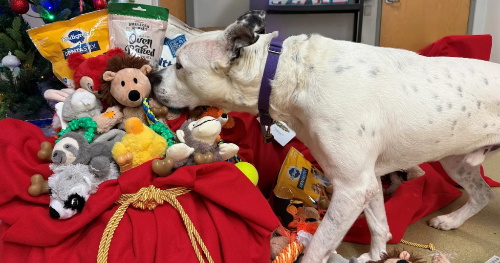 San Diego Shelter Dogs Get Holiday Toys of&nbsp;Joy